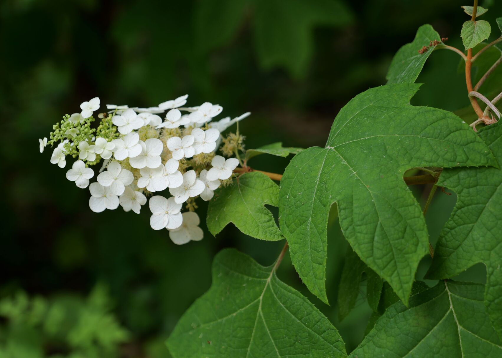 garden27b